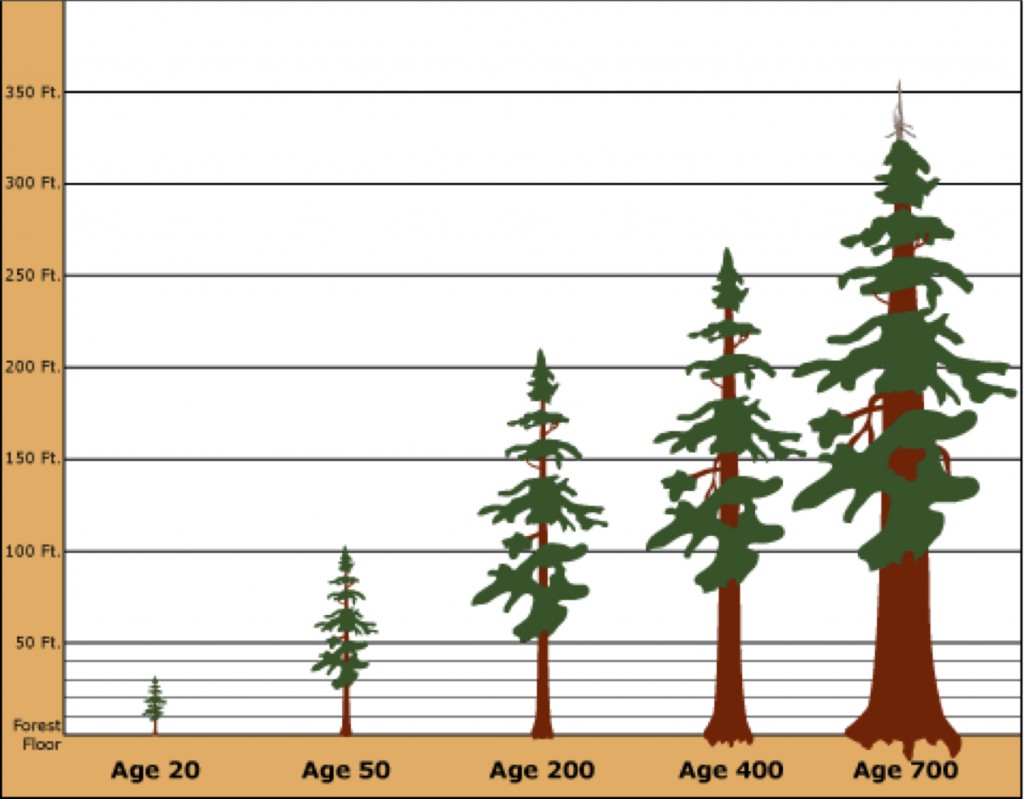 age of redwoods